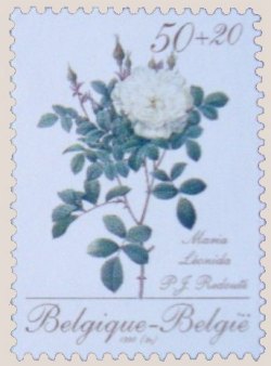 Timbre Belgique Yvert 2356